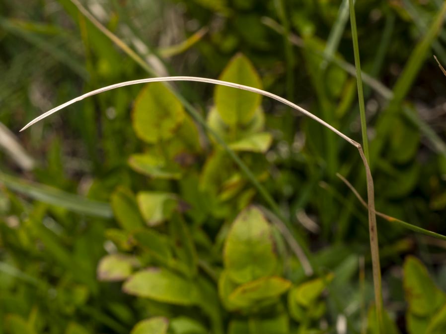 Poaceae: Festuca sp.